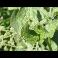 Symphytum X Uplandicum, fam. Boraginacees (1)